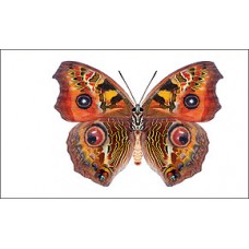 Наклейка Бабочка наклейка размер:159х95мм №322.5-50